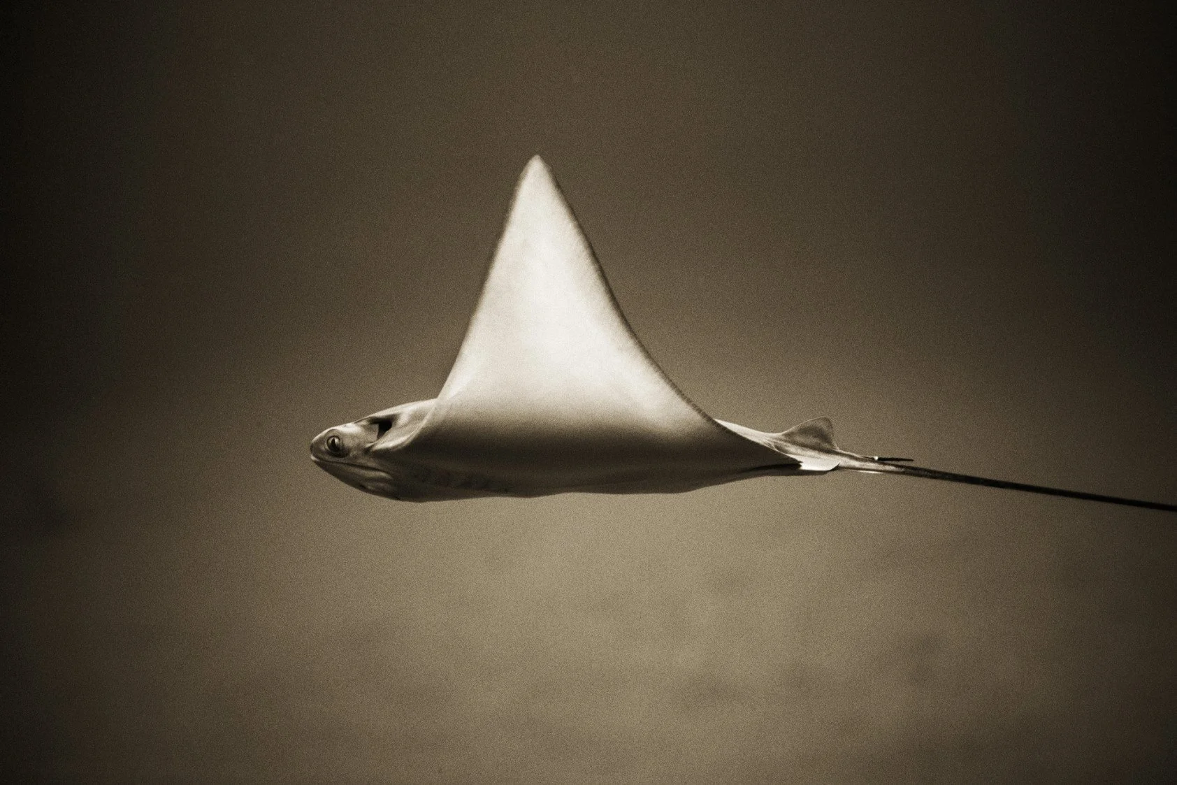 Henry Horenstein - Animalia — Gallery NAGA | Contemporary Art